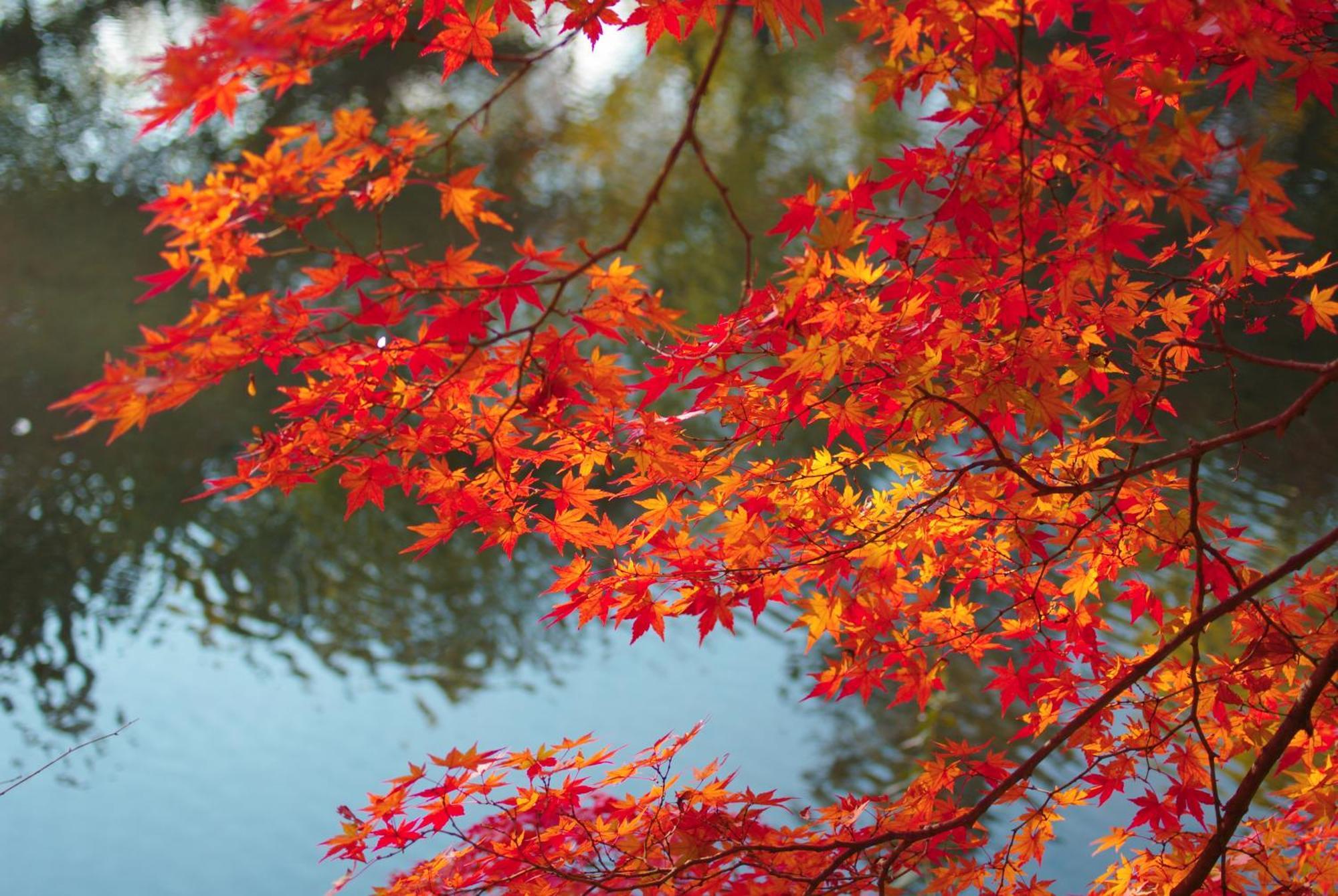 Stay Sakura Kyoto Nijo Castle West I Экстерьер фото